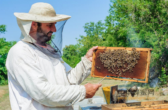 蜜种|四大名蜜之一——荆条蜂蜜