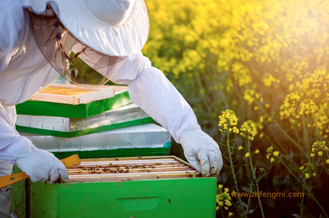 桑植县畜牧局局长调研张家界知蜂谷生态蜂业有限责任公司养蜂产业