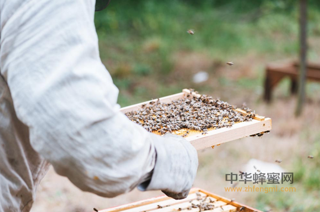 国外蜂产品生产的多样化