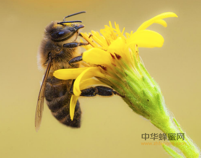 为啥要吃纯蜂蜜，不要吃加工蜂蜜？这其中差别惊人！