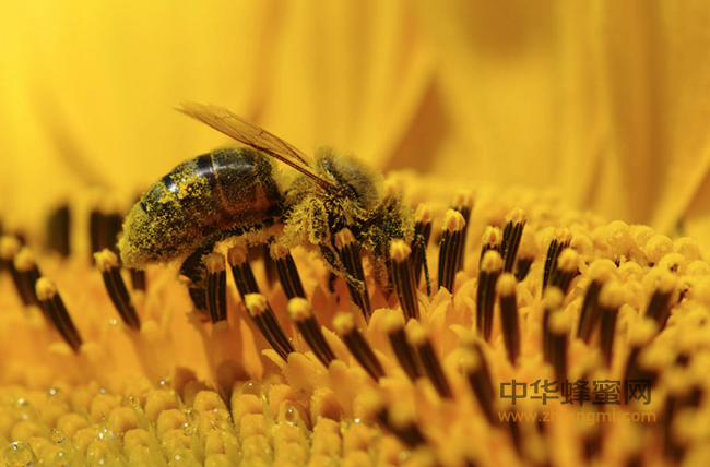 蜂蜜的保质期到底是多久？2年？永不变质？
