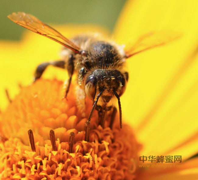 【蜂蜜篇】为什么蜂蜜具有很好抗菌抑菌作用？