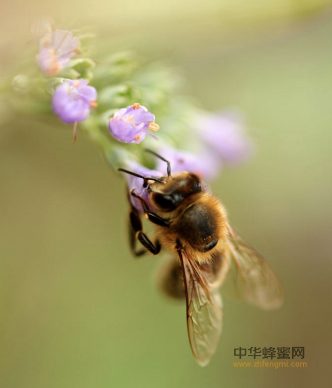 为什么蜂蜜能“千年不腐”