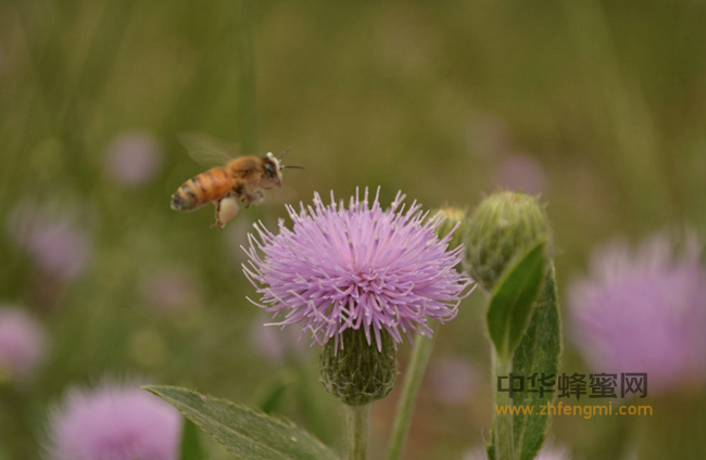 蜂花粉的传说 美丽是“吃”出来的