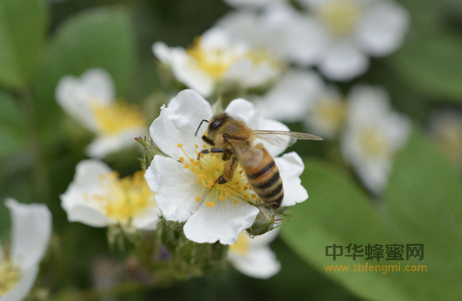 蜂花粉对贫血有良好的疗效，堪比阿胶！