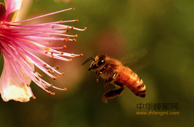 自制蜂蜜好面膜，享用美丽一生！