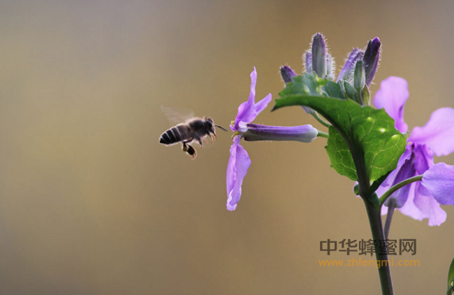 蜜蜂螨虫两种防治方法 不看后悔