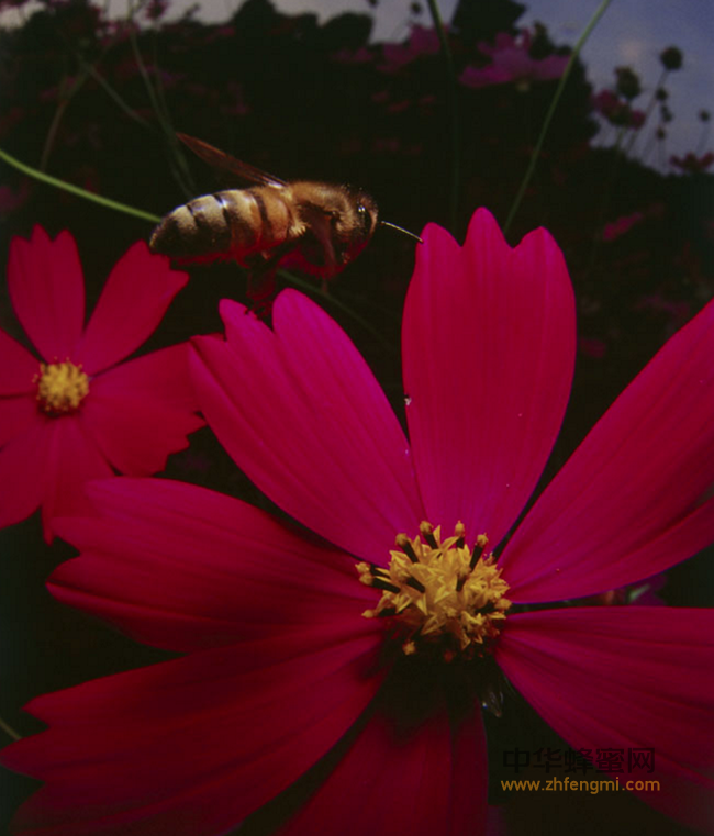 蜂蜜疗法治疗多种妇科疾病