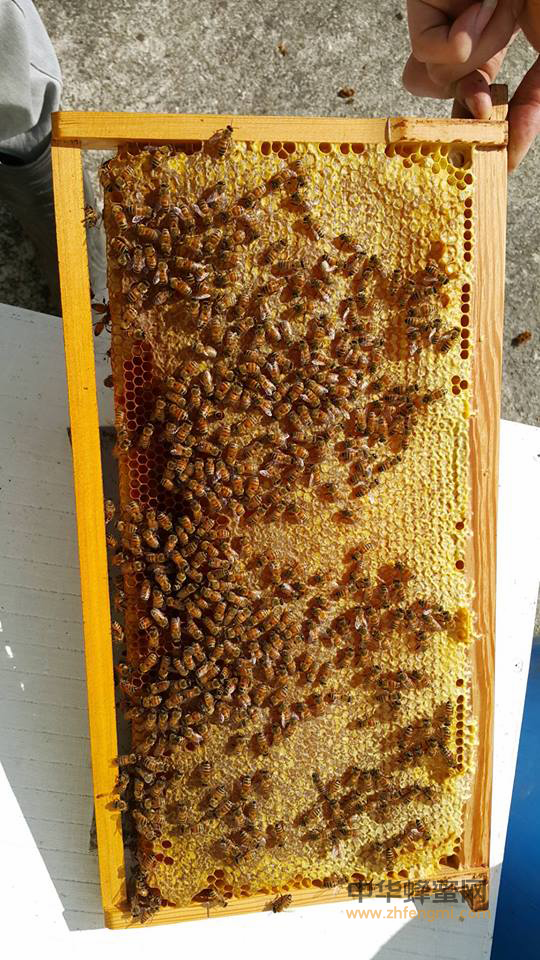 蜂蜜—药用效果好