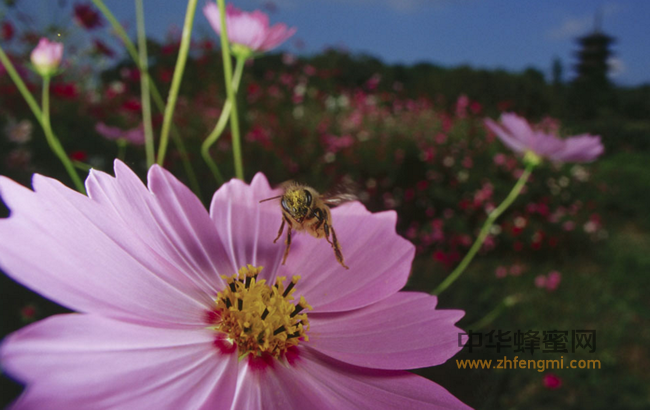 蜂花粉，保卫男人的生命“腺”！
