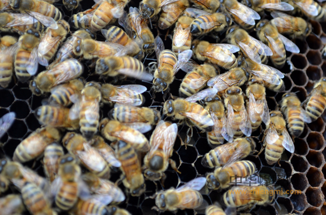 蜂产品是天下唯一一种非人工制造的天然养生食品