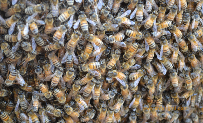 蜜友分享的蜂蜜减肥法