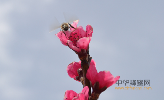 【蜂蜜篇】蜂蜜与樱花的邂逅