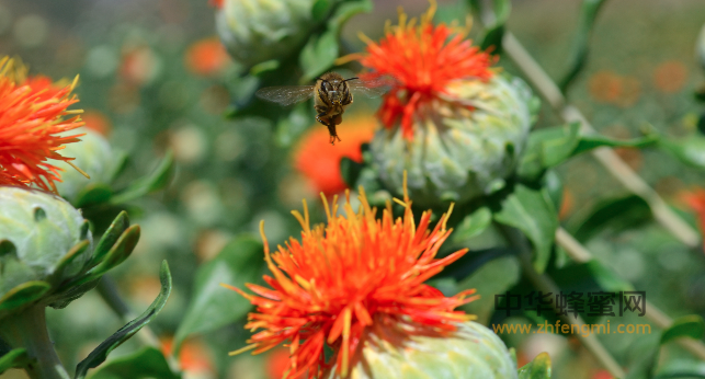 纯天然蜂蜜的3大特点，想喝好蜜一定要知道！