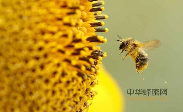 身体吸收蜂胶中的300余种营养成分，是种什么养身体验？