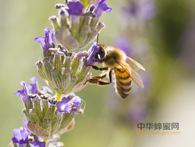 您不知道吧？蜂花粉能提高机体免疫力