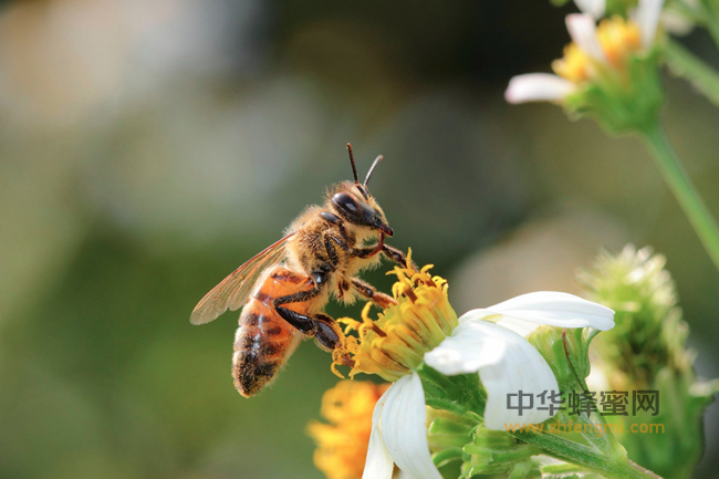 想鉴别蜂蜜是否加工？夏天是最佳时间！