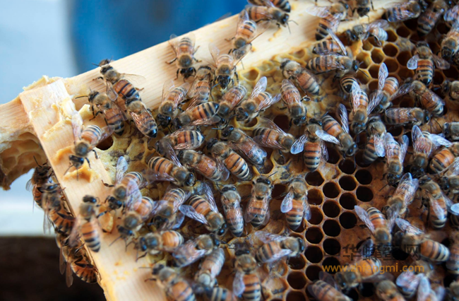 蜂巢蜜有什么功用