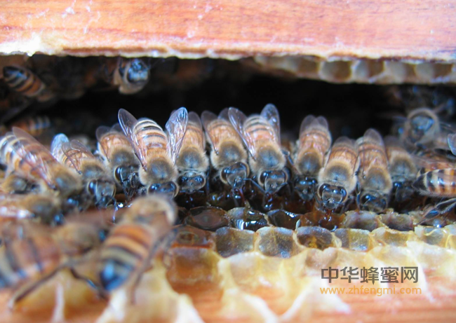 你们都低估了“土蜂蜜”的功效，怪不得那么难买，又那么多人寻找！