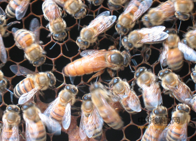 史上最全的介绍二、神奇的蜂产品==蜂花粉