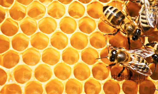 蜂花粉是当今世界公认的天然美容佳品!