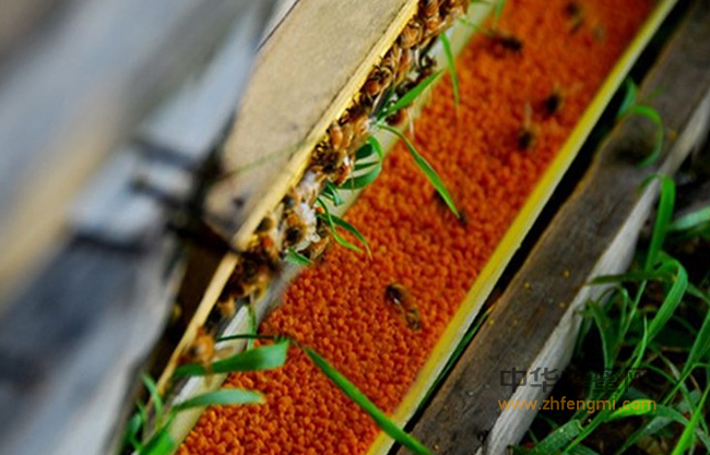 养蜂之蜂群治螨技术
