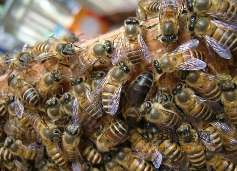 蜂蜜的美容方法！