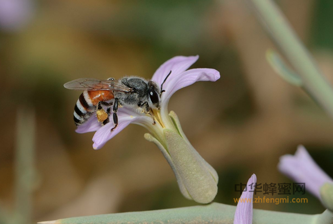 养蜂专家教你如何辨别真假蜂蜜