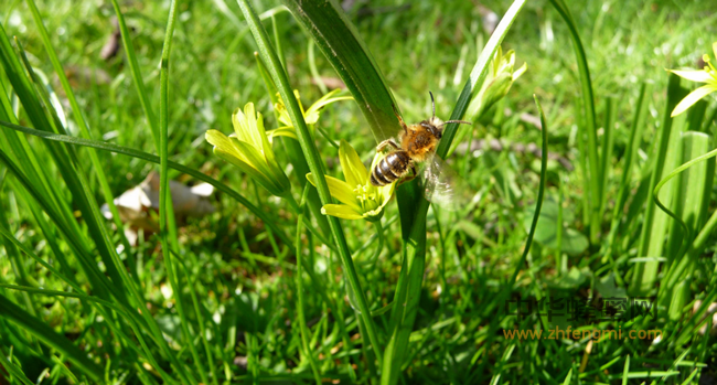 春天喝蜂蜜，健康一整年！