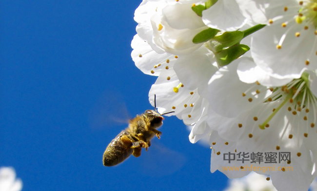 秋季蜂蜜最营养的5种吃法 ！