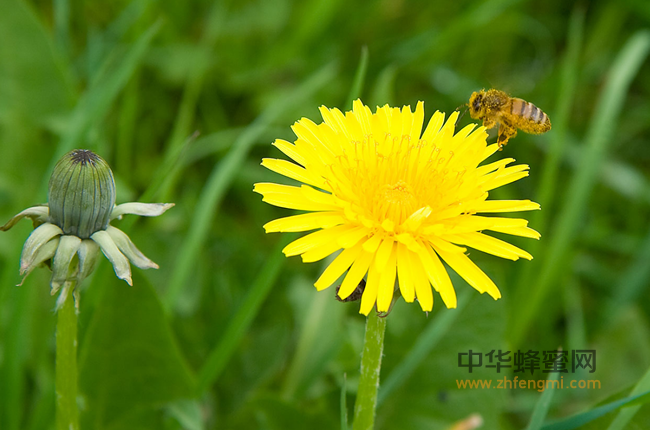 详解蜂花粉的功效及用法，真厉害！