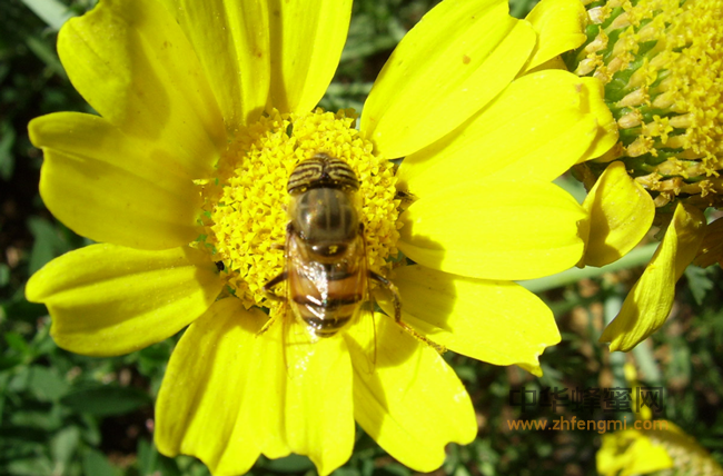 软黄金——蜂王浆的七大作用！