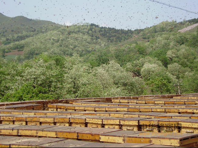 为什么大家很难买到纯天然蜂蜜