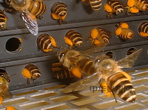 蜂花粉里吃出了蜜蜂的肢体？真相还真有点恐怖！