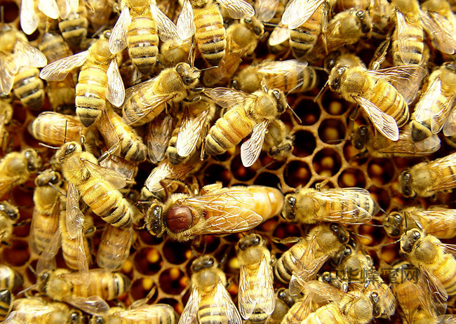 揭秘：蜂蛹的营养价值！