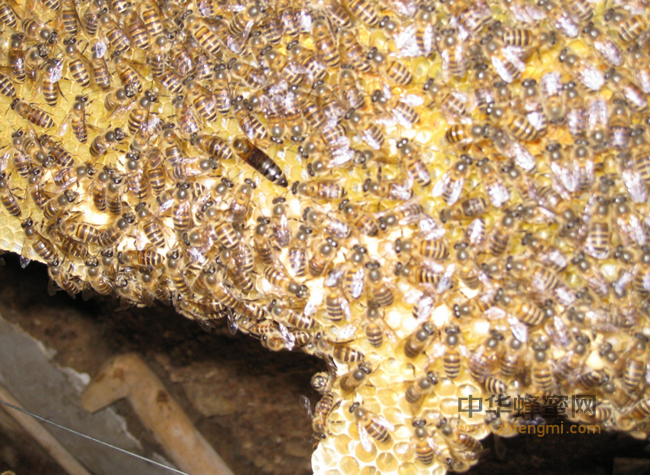 为什么说蜂花粉是“微型营养库”?
