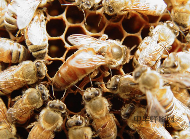 蜂蜜五大养生功效，轻松保健康