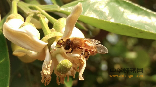 蜂花粉，最完美的营养保健食品之一！