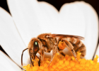 生姜蜂蜜水什么时候喝最好 蜂蜜祛斑方法 蜂蜜加醋的作用与功效 每天喝蜂蜜水有什么好处 蜂蜜怎样做面膜