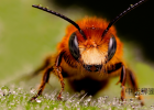 蜜蜂吃什么 生姜蜂蜜水 蜂蜜白醋水 蜜蜂图片 蜂蜜水