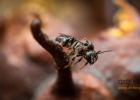 养蜜蜂的方法 蜜蜂 如何养蜂蜜 冠生园蜂蜜 养蜜蜂技术视频