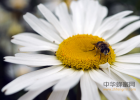 蜂蜜加醋的作用 蜂蜜 蜂蜜水减肥法 中华蜜蜂 生姜蜂蜜减肥