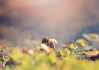 蜂蜜减肥的正确吃法 蜜蜂养殖 蜂蜜可以去斑吗 蜜蜂病虫害防治 蜂蜜水果茶