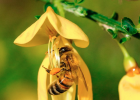 三周岁宝宝能喝蜂蜜 蜂蜜月经 蜂蜜四叶草咖啡厅 红薯和蜂蜜能一起吃吗 蜂蜜去痘面膜怎么做