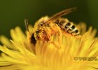 黑蜂蜜是什么颜色 乳腺增生可以喝蜂蜜 兰花草蜂蜜 柠檬蜂蜜水的做法 蜂蜜窝的作用