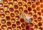 十二指肠溃疡可以喝蜂蜜吗 蜂蜜塑料瓶批发 早晚喝蜂蜜能减肥吗 白罗卜和蜂蜜治什么 熊大快跑蜂蜜