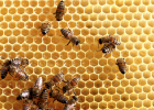 蜂蜜怎样祛斑 蜂蜜去痘印 冠生园蜂蜜价格 怎样养蜜蜂 汪氏蜂蜜怎么样