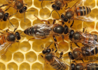 蜜蜂怎么养 如何养蜜蜂 中华蜜蜂 蜂蜜不能和什么一起吃 野生蜂蜜价格
