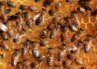蜜蜂吃什么 蜜蜂 土蜂蜜价格 蜂蜜的副作用 蜜蜂视频