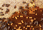 怎么引蜜蜂养蜜蜂 蜜蜂 被蜜蜂蛰了怎么办 冠生园蜂蜜 蜂蜜的副作用